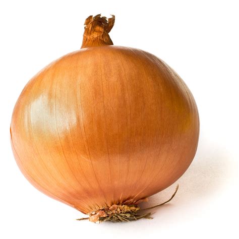 File:Onion on White.JPG - Wikipedia, the free encyclopedia