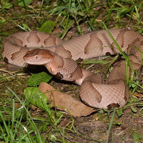 copperheads   diy seattle