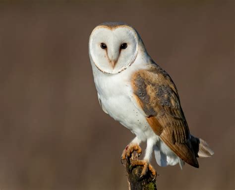 ringtail ndow