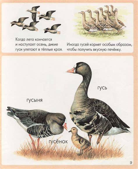 ЖИВОТНЫЕ в картинках