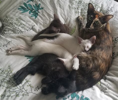 Khajit and her Oriental Longhair Kittens. She is a Good Mama : r/cats