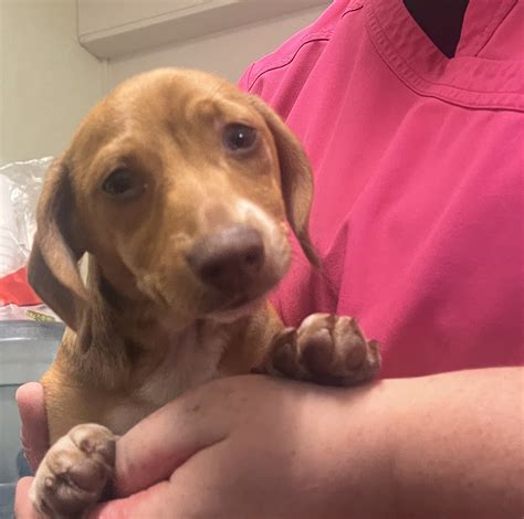 Willamette Animal Guild | Eugene OR