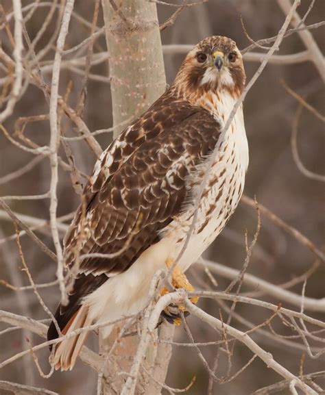 Free Images : hawk, bird, predator, raptor, nature, animal, talons, red ...