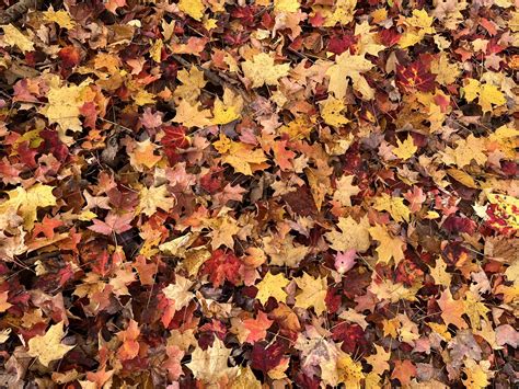 Newsletter — Taconic Hiking Club