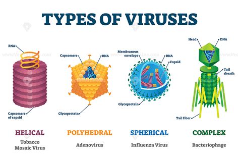 Types of Viruses Vector Illustration 