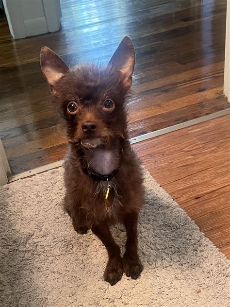 Bear says hi! He’s a mini poodle mix! : r/Chihuahua