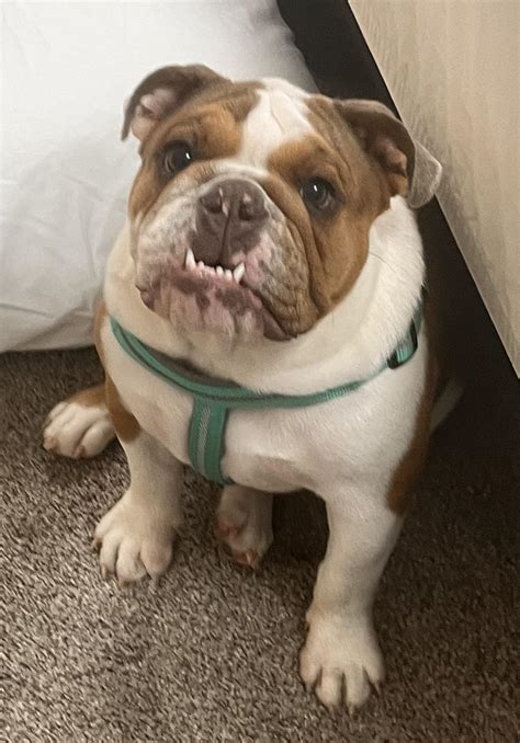 If loyalty and devotion had a face : r/Bulldogs