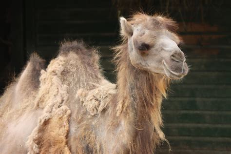 Bactrian Camel by ZOOPhotos on DeviantArt