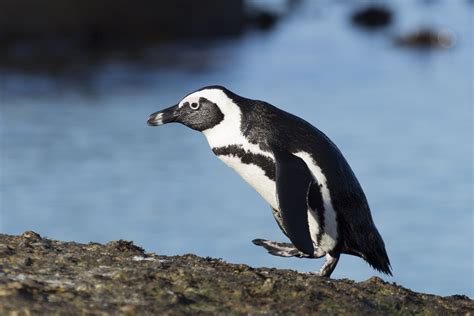 Долгий путь домой | Long way home, Penguin species, Penguin walk