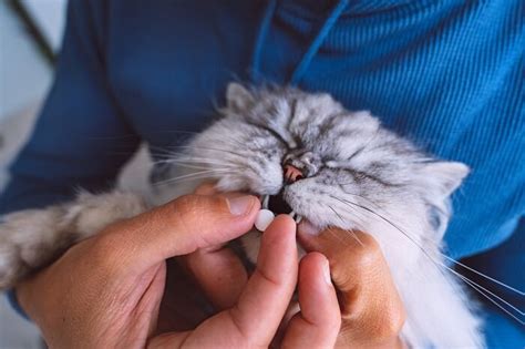 Fluoxetine for Cats: Overview, Dosage & Side Effects - Cats.com