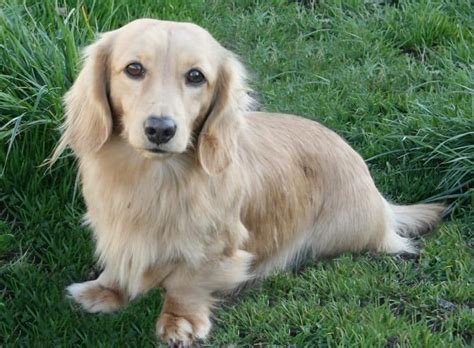 rarest dachshund colors   world rarestorg dog friendly
