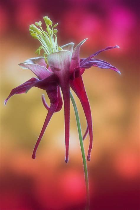 Aquilegia | Beautiful flowers, Amazing flowers, Rare flowers