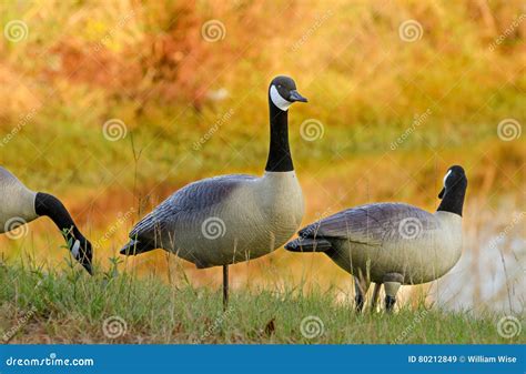 Canada Goose Decoys stock image. Image of canada, mallard - 80212849