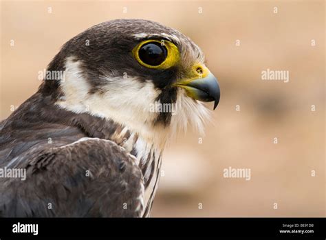 Juvenile Eurasian Hobby Falco Subbuteo Stock Photos & Juvenile Eurasian ...