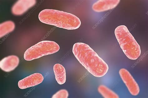 Haemophilus influenzae bacteria, illustration - Stock Image - F042/4564 ...