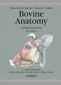 Bovine Anatomy: An Illustrated Text | VetBooks