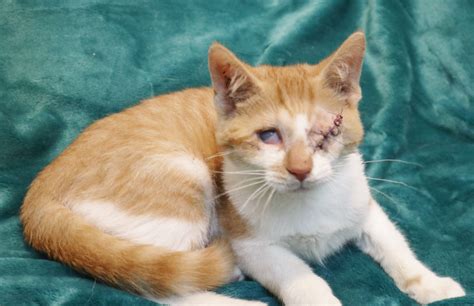 Fungus, Ringworm, Eye Infections, Oh My! Kitten Season is still in full