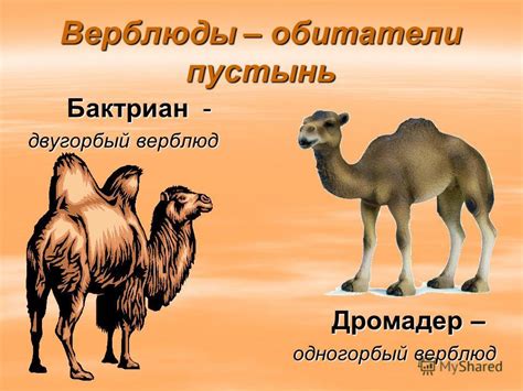 Виды верблюдов