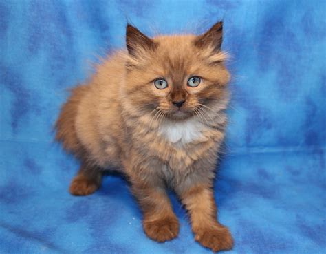 IMG_1182 – Texas Ragdoll Kittens
