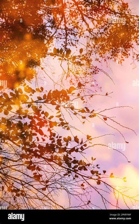 Autumn leaves reflected in water at Blackwater Falls State Park in West ...