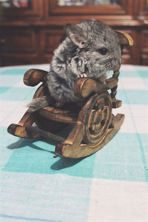 Pui de sinsila, in poze adorabile