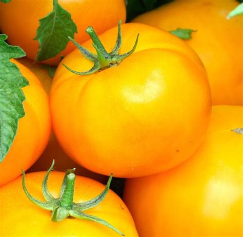 Golden Jubilee Tomato Seeds - Tomato Plant Seeds Canada