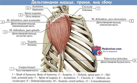 Анатомия : Мышцы верхней конечности. Мышцы пояса верхней конечности ...