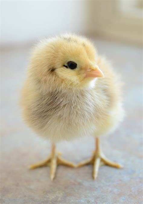 Baby Chick Supplies : 7 Things to Buy Before Chicks Arrive - Backyard