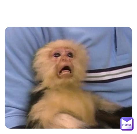 confused monkey meme