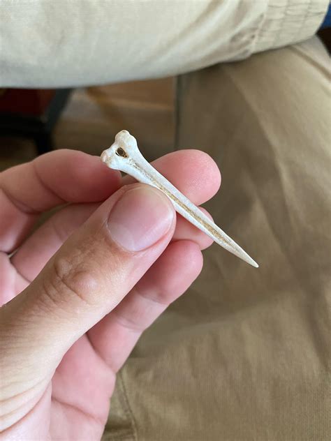 Claw? Tooth? Native tool? Bone found on gravel shore of reservoir in