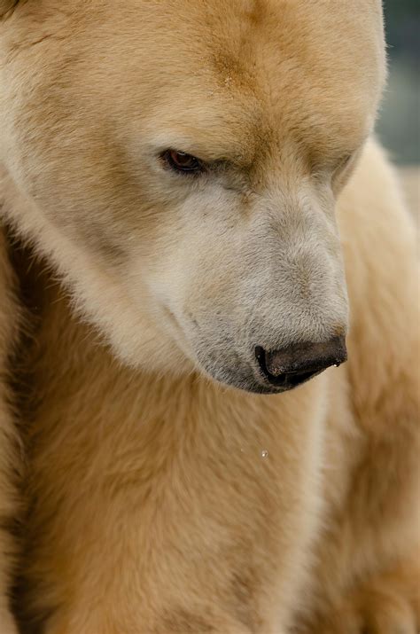 polar bear arlington tx 5