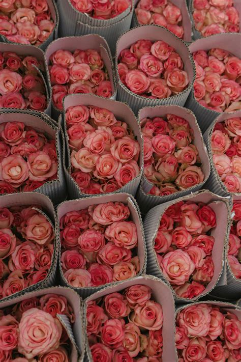 Безкоштовне стокове фото: rosaceae, ботанічний, букет, букет з троянд ...