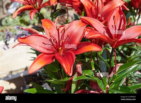 Longiflorum High Resolution Stock Photography and Images - Alamy