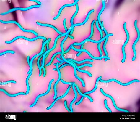Lyme disease bacteria (Borrelia burgdorferi) computer artwork Stock ...