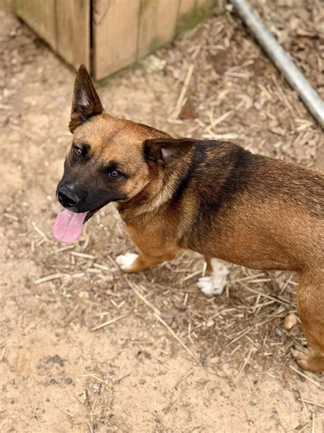 Dogs - PetSavers of Shreveport, LA