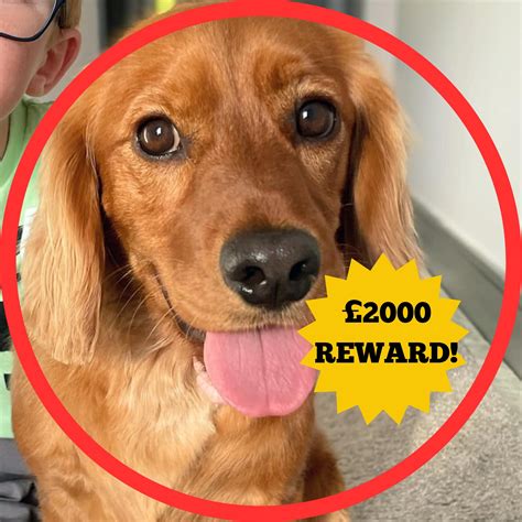 Find Cooper - the Mcgowan family's lost therapy dog from Chester | Chester