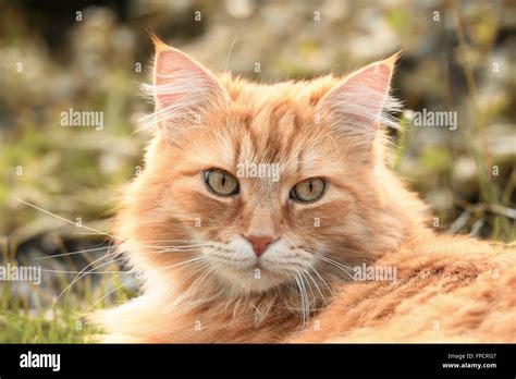 portrait   beautiful ginger cat closeup   garden  photo