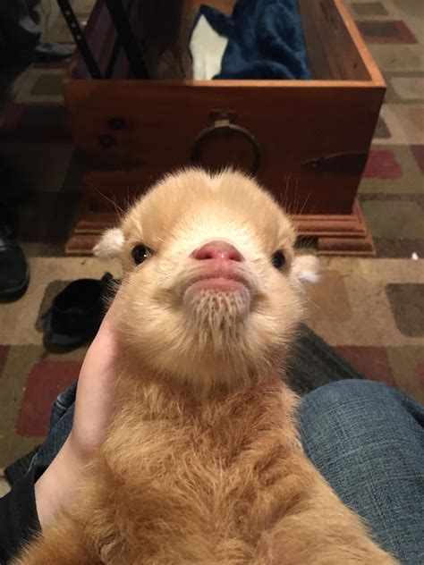 down syndrome cats 3