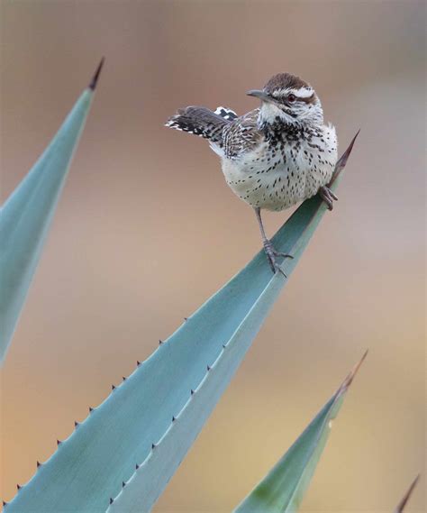 Cactus Wren Pictures - AZ Animals