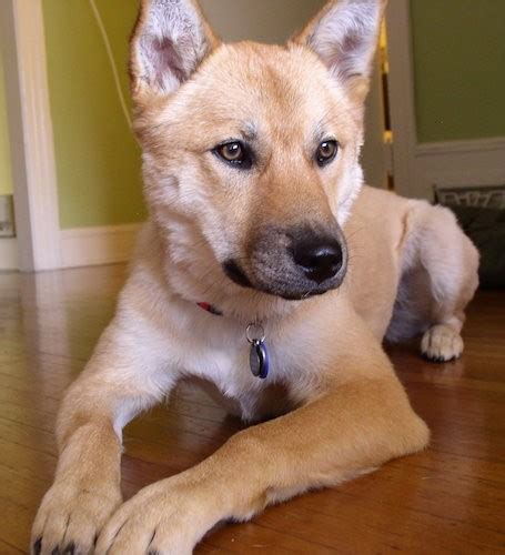 Coyote German Shepherd Mix Puppies