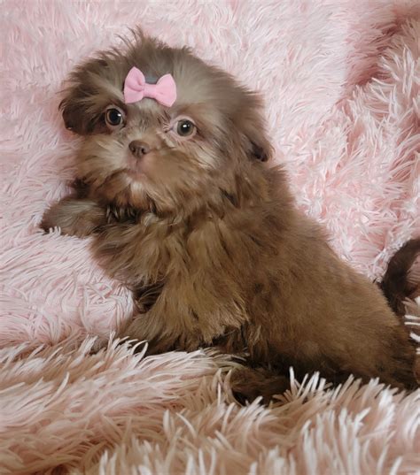 Shih Tzu Puppy for sale in Owensboro, Kentucky | $800