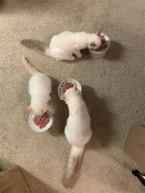 my babies all loving their raw food 🥰 i want 3 more kittens : r/ragdolls