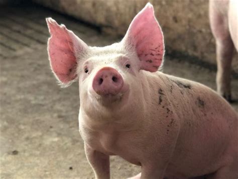 pigs wingecarribee shire council