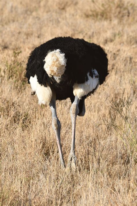 Somali Ostrich Male Bird Animal - Free photo on Pixabay - Pixabay