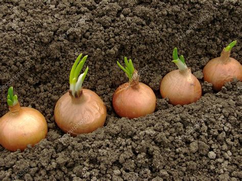 Planting onions — Stock Photo © DLeonis #5487649