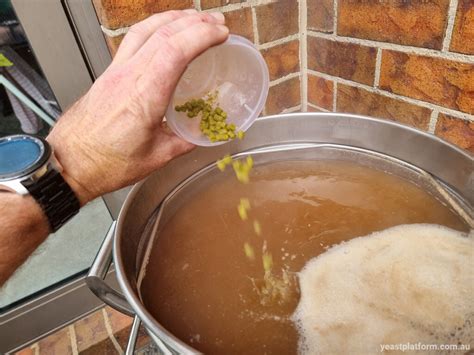hops  beer  guide   hops  home brewing  yeast platform