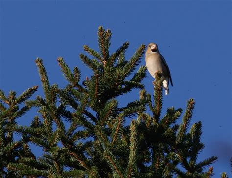 We Bird North Wales: Recent Anglesey and North Wales Bird news and Photos