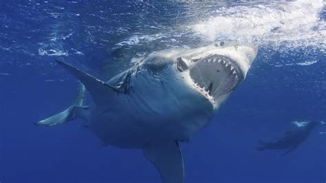 Great White Shark Filmed Breaching at Night—A First