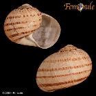 Femorale - Since 1989