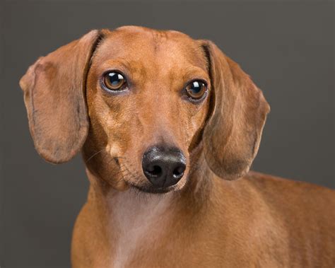 burlington county animal shelter nj 5